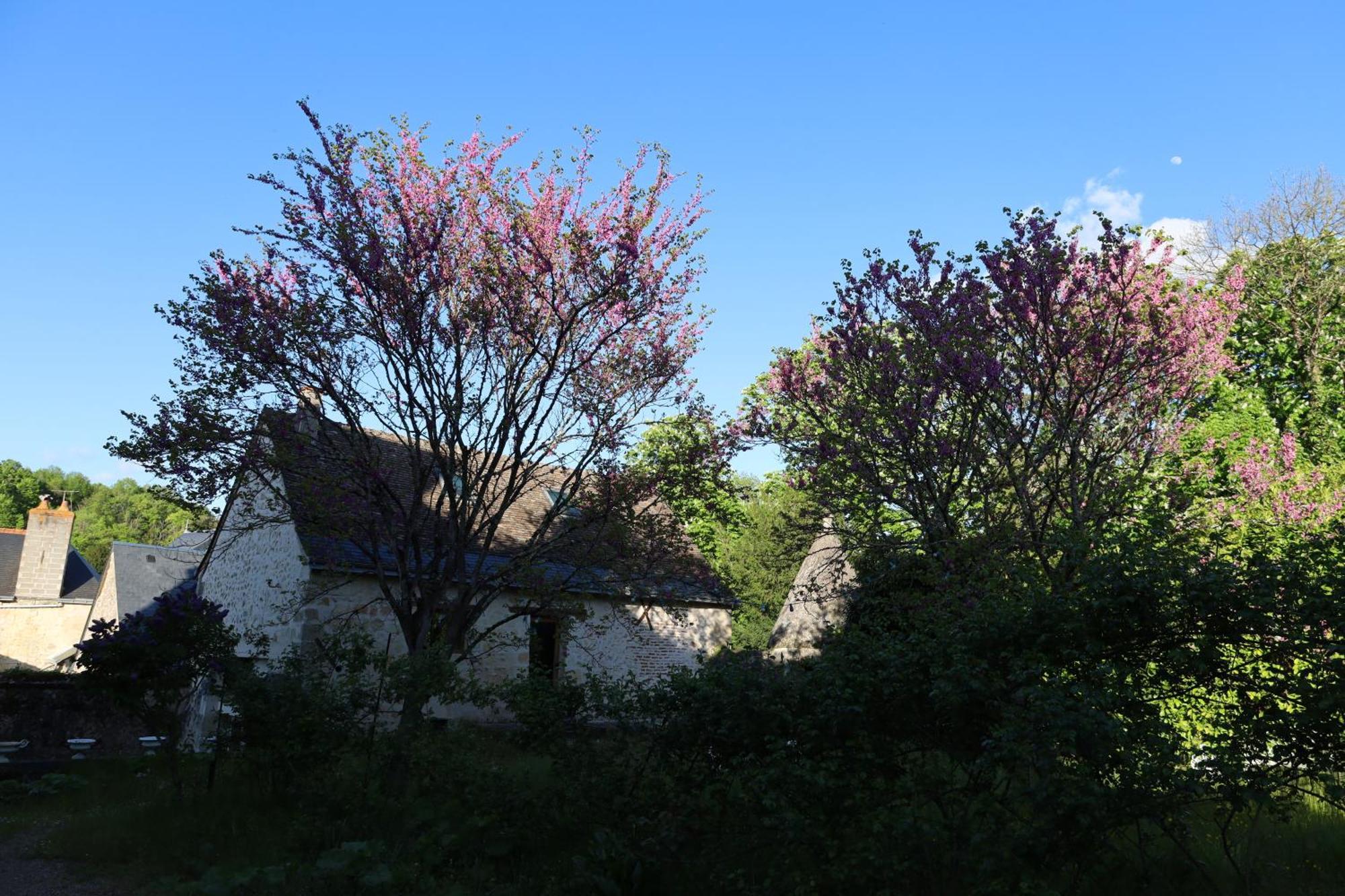 Castel Saint Laurent Langeais Dış mekan fotoğraf